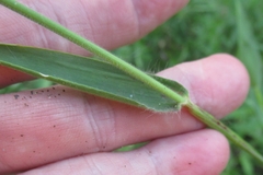 Dichanthelium scoparium