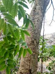 Astronium graveolens