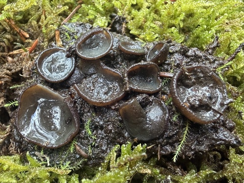 Limnaea observed 2026-10-06