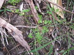 Hydrocotyle foveolata