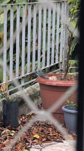 Sayaca Tanager