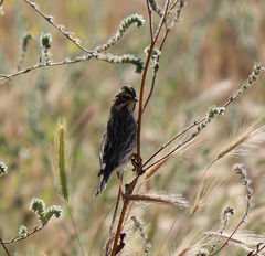 Passerculus sandwichensis