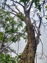 Astronium graveolens