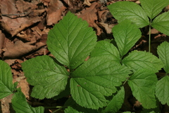 Rubus saxatilis