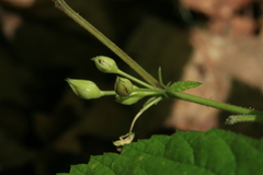 Rubus saxatilis
