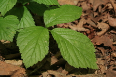 Rubus saxatilis
