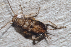 Parellipsidion latipenne