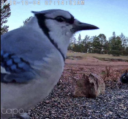 Blue Jay