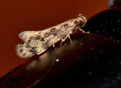 Niditinea fuscella