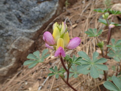 Lupinus stiversii