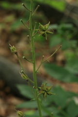 Dictamnus dasycarpus