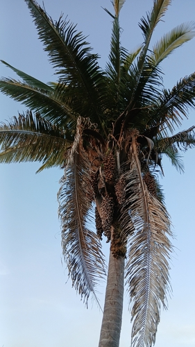 babassu