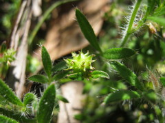 Xanthosia huegelii