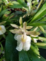 Aspasia principissa
