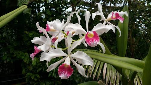 Queen Laelia