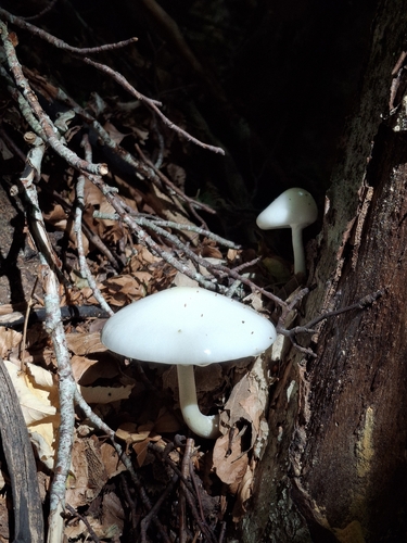porcelain mushroom