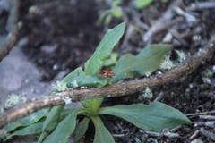 Spilostethus pacificus