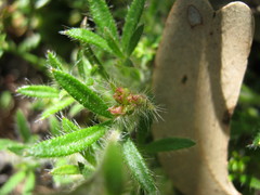 Xanthosia huegelii