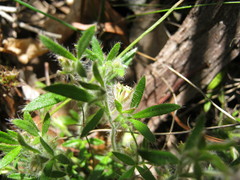 Xanthosia huegelii