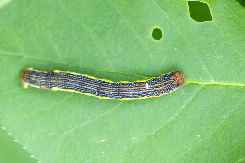 Linden Looper Moth