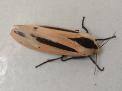 Creatonotos gangis