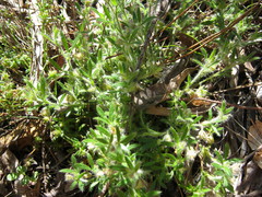 Xanthosia huegelii