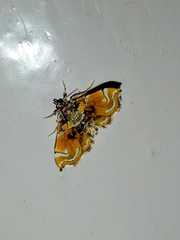 Musotima suffusalis