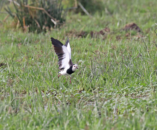 iNaturalist image