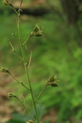 Dictamnus dasycarpus