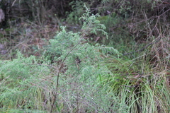 Pultenaea hispidula