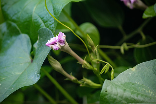 Ipomoea muricata observed 2026-10-04