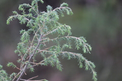 Pultenaea hispidula
