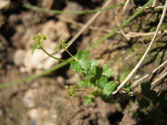 Hydrocotyle callicarpa