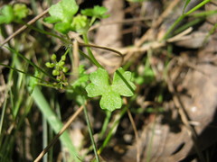 Hydrocotyle callicarpa