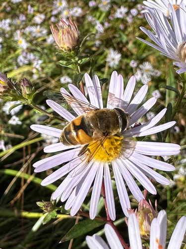 Common Drone Fly
