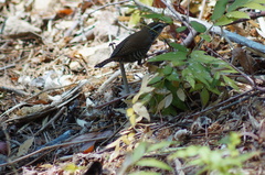 Thryophilus pleurostictus