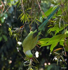 Psittacula krameri