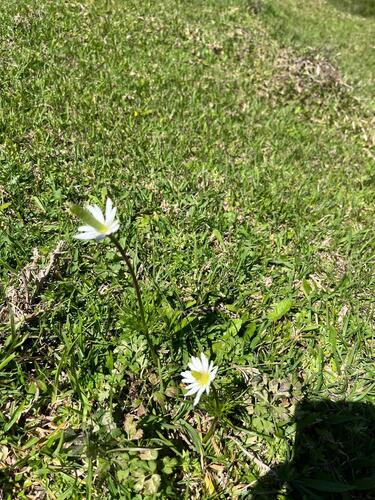 Southern Anemone
