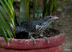 Eudynamys scolopaceus