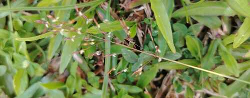 Chrysopogon aciculatus observed 2026-10-06