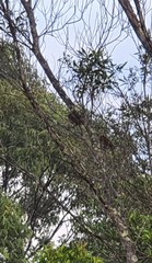 Sericulus chrysocephalus