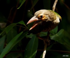 Psilopogon zeylanicus