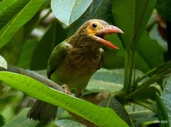 Psilopogon zeylanicus