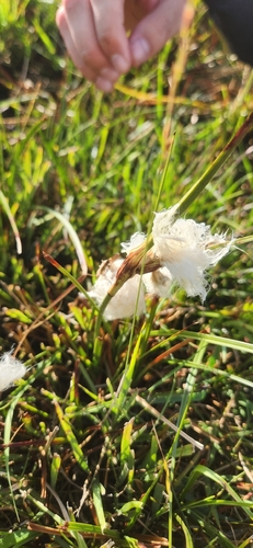 Eriophorum angustifolium observed 2026-10-06