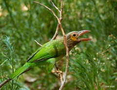 Psilopogon zeylanicus