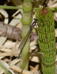 Ischnura erratica