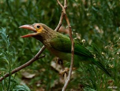 Psilopogon zeylanicus