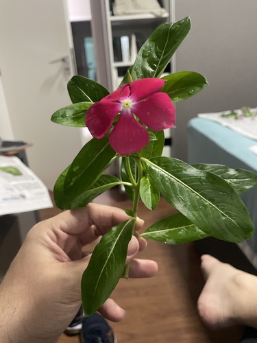 Madagascar Periwinkle