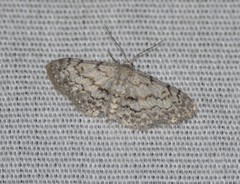 Idaea violacearia