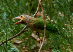 Psilopogon zeylanicus